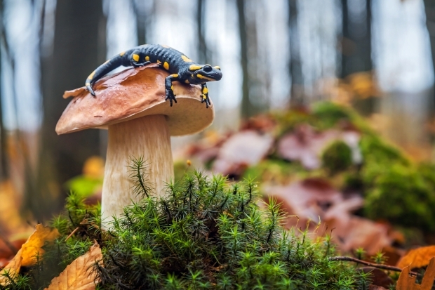 ESG: Neue Vorgaben zur Biodiversität bergen Risiken für Investoren