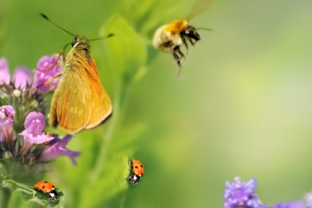 Biodiversität wird zum Anlagethema