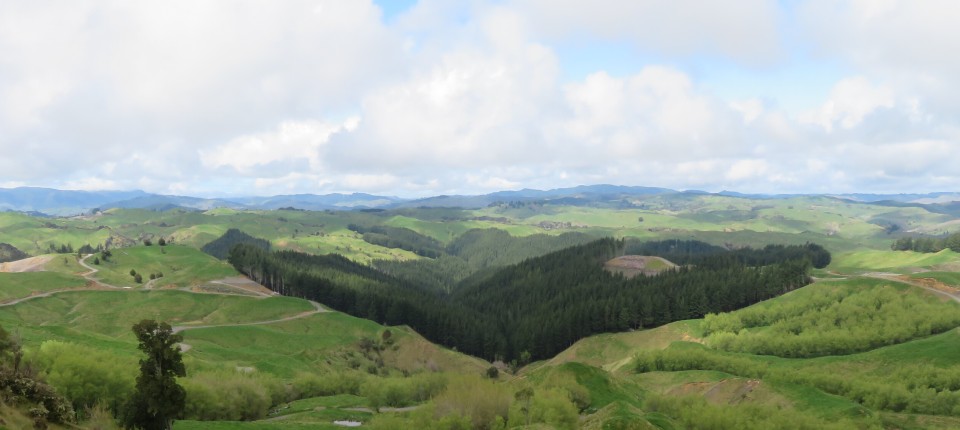 6 Prozent Rendite mit Wald