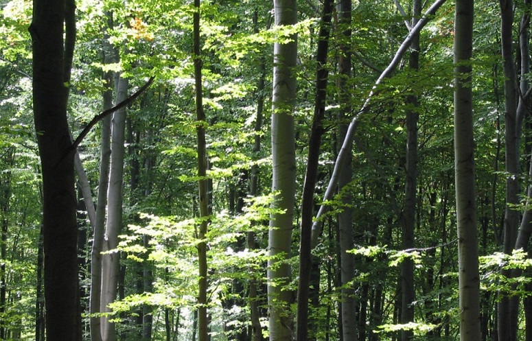 Rio Tinto, BHP, Qantas Invest $53 Million in New Nature-Based Carbon Credit Fund
