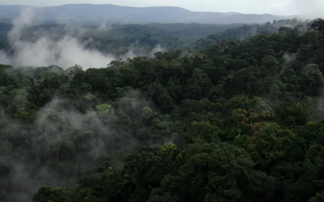 World Bank Issues $225 Million Bond with Interest Tied to Carbon Removals from Amazon Reforestation