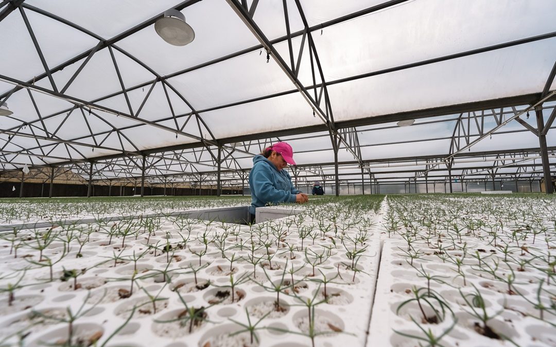 Mast Reforestation Raises $25 Million to Avoid Carbon Emissions After Wildfires