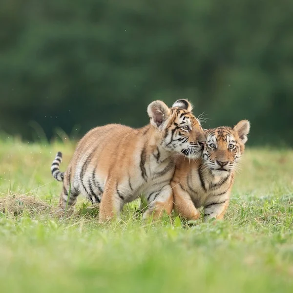 Lone Pine, D1 Capital lead Tiger Cub pack in H1