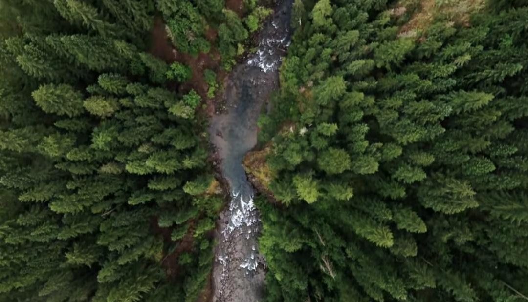 Nestlé, Mars Warn that Delaying EU Deforestation Law Would Create Uncertainty, Disengagement