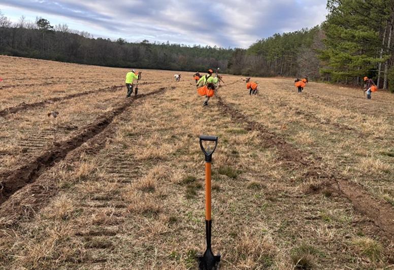 Google, Meta, McKinsey Ink U.S. Reforestation-Based Carbon Removal Deals